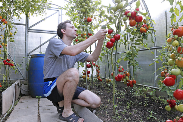 A worker harvests of red ripe tomatoes in a greenhouse - Foto, Bild