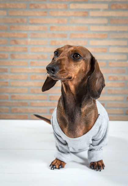Red dachshund dog with gray shirt - Foto, afbeelding