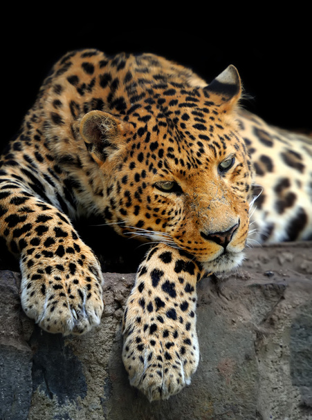 Leopardenporträt auf dunklem Hintergrund - Foto, Bild