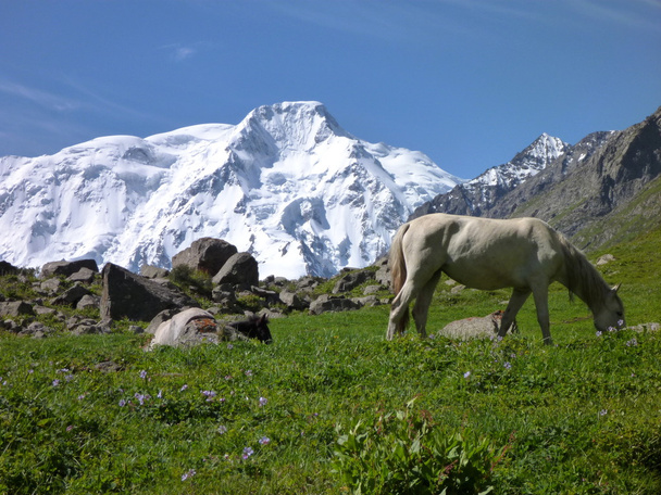 cavalo branco no prado com neve tampado monte Karakol no fundo
 - Foto, Imagem