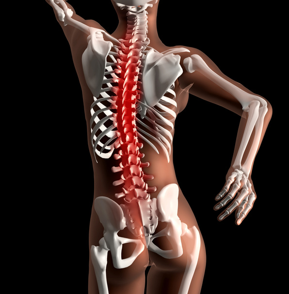 Female medical skeleton with spine highlighted - Photo, Image