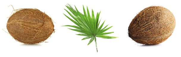 Fresh coconuts with palm leaf - Фото, зображення