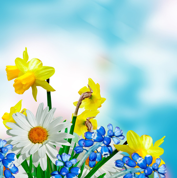 daisy flowers on blue sky background. narcissus - Photo, Image