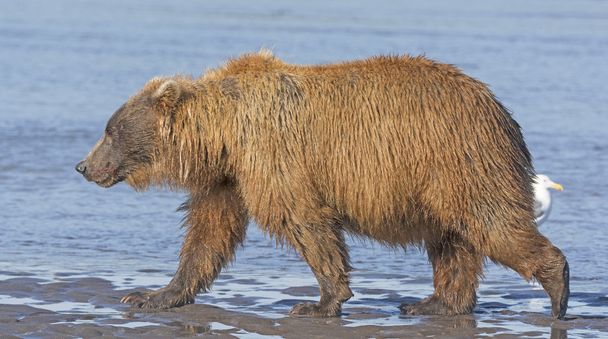 Ведмідь, Прогулявшись через приливних бруд у квартирі - Фото, зображення