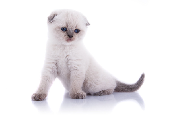 Lop-eared kitten - Foto, Imagem