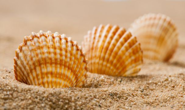 Gyönyörű tengeri kagylókból, homok - Fotó, kép