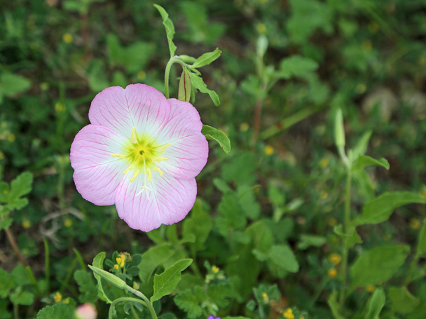 Pink evening primrose close up - Photo, Image
