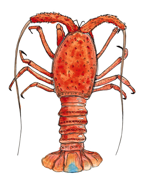 Watercolor Hand drawn sketch graphics spiny lobster isolated on white - Foto, Bild