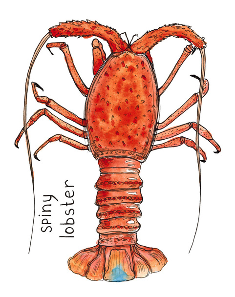 Watercolor Hand drawn sketch graphics spiny lobster isolated on white - Foto, Bild