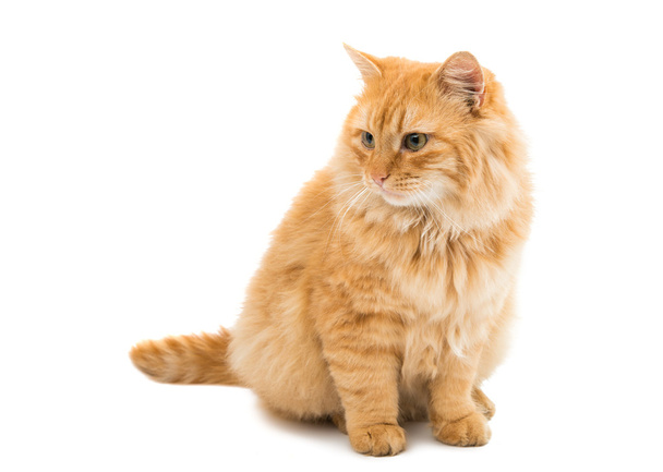 Червоний кіт тварин
 - Фото, зображення