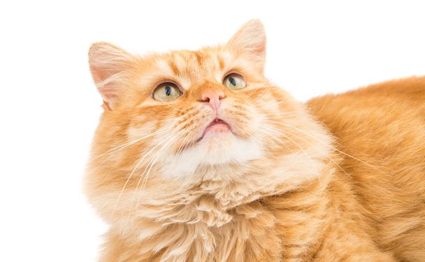 rode kat dier - Foto, afbeelding