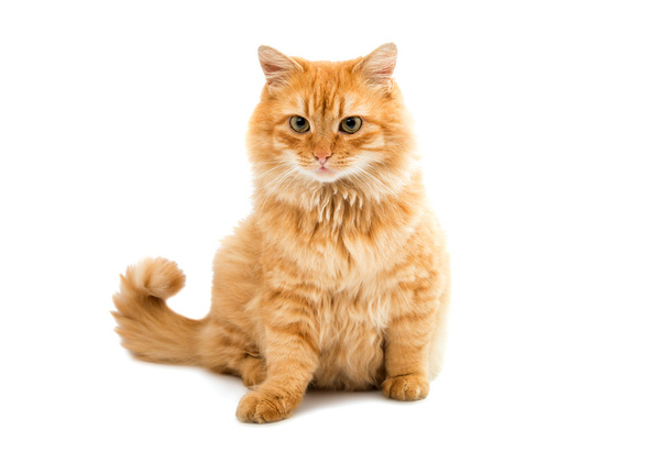 gato rojo animal
 - Foto, imagen