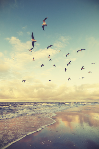 Вінтажні стилізовані літаючі птахи над пляжем на заході сонця
. - Фото, зображення
