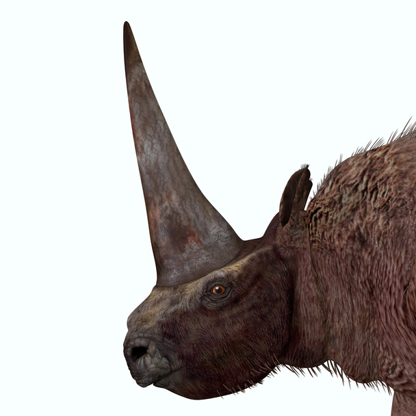 Elasmotherium dinoszaurusz fej - Fotó, kép