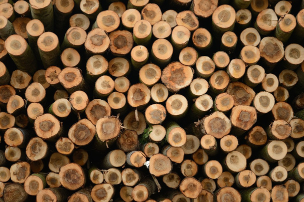 Une vue totale d'une bûche en bois
 - Photo, image