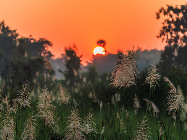 Reed çim closeup sisli sabahı  - Fotoğraf, Görsel
