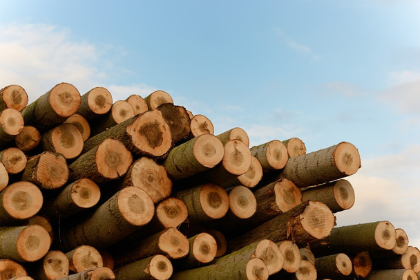 Una vista total de un tronco de madera
 - Foto, Imagen