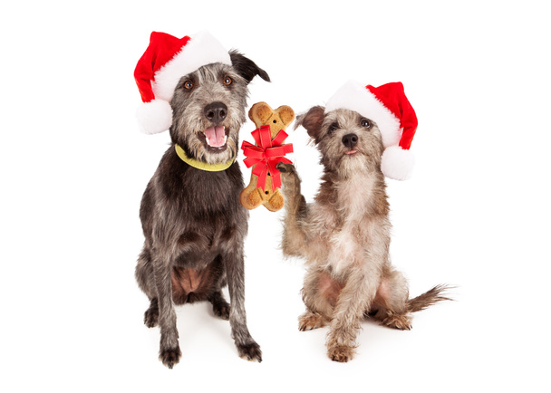 Σκυλιά που γιορτάζει τα Χριστούγεννα μαζί - Φωτογραφία, εικόνα