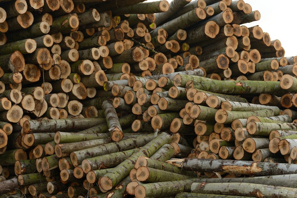 Una vista total de un tronco de madera
 - Foto, imagen