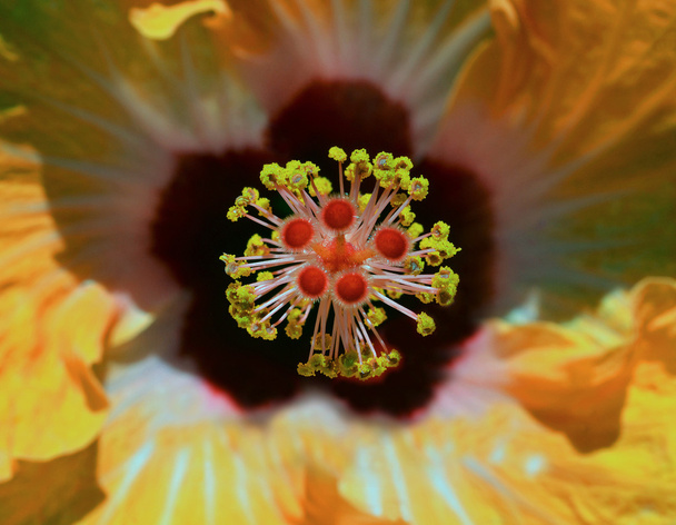 zbliżenie kwiatów hibiskusa - Zdjęcie, obraz