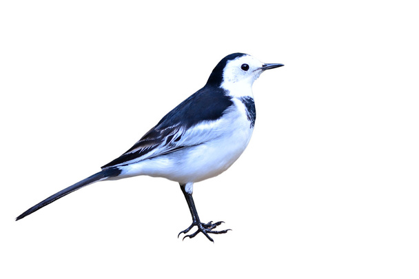 Fehér billegető madár - Fotó, kép