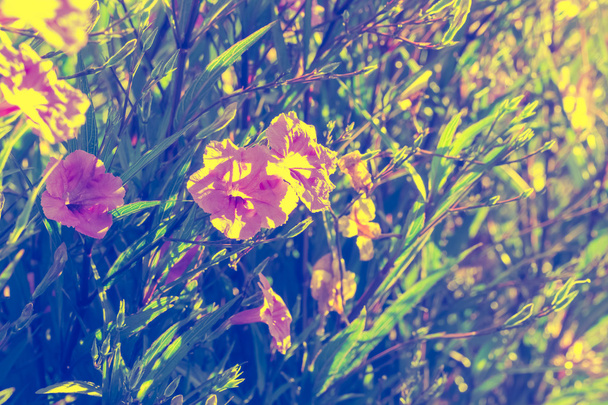 tle absolwent ruellias kwiat w ogrodzie z promieni słonecznych w - Zdjęcie, obraz