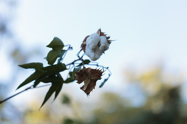 Stromu bavlna, Gossypium - Fotografie, Obrázek
