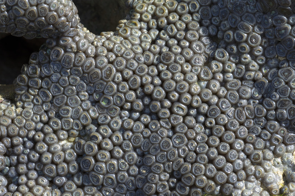 Closeup šedá korálové vystavena při odlivu - Fotografie, Obrázek