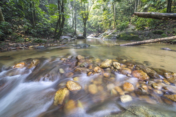 víz a patak trópusi erdő - Fotó, kép