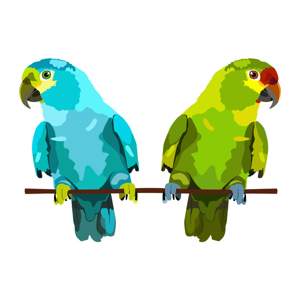 Abbildung von zwei Papageien auf weißem Hintergrund - Vektor, Bild