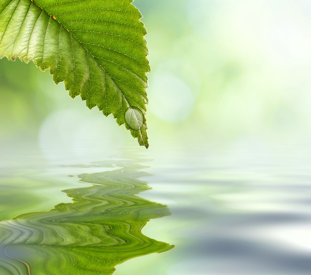 Green leaf reflecting in river water, closeup. Copyspace. - Fotoğraf, Görsel