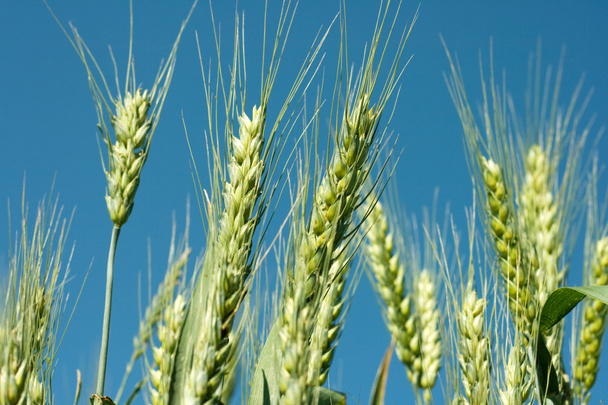 Green wheat1 - Photo, Image