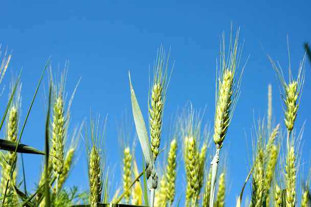 zielony wheat2 - Zdjęcie, obraz