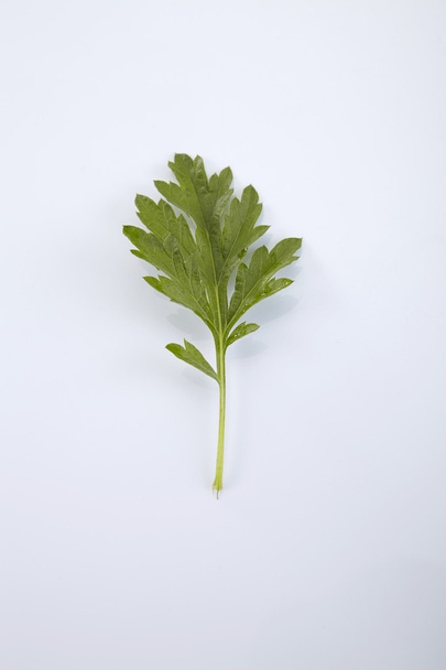 Green leaf of Common wormwood - Foto, immagini