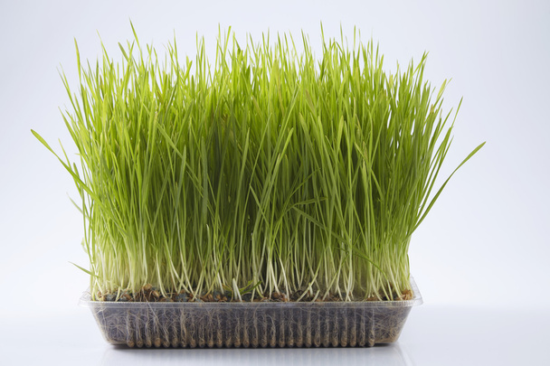 Green wheat grass - Foto, Bild