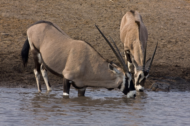 Gemsbock; Oryx gazella - Foto, Bild