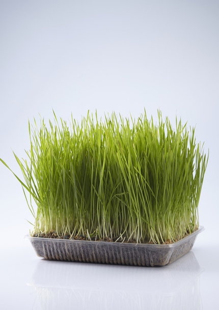 Green wheat grass - Фото, зображення