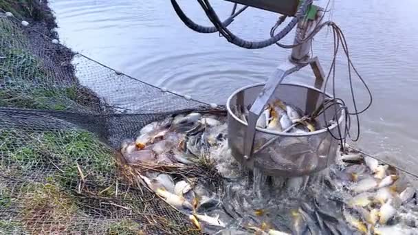 Fischfang in der Fischzucht - Filmmaterial, Video