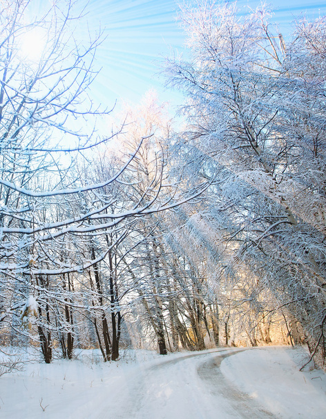 Paisaje vertical invierno
 - Foto, Imagen