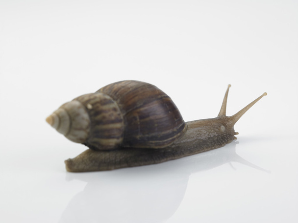 Isolated garden snail - Photo, Image