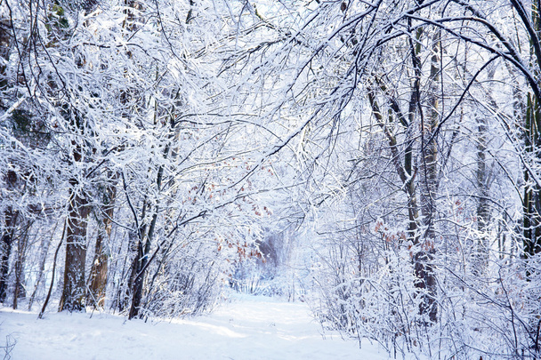 зимовий ліс в парку ялина
 - Фото, зображення