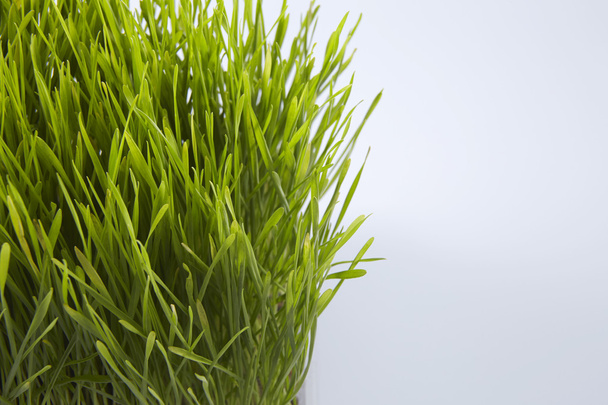 Green wheat grass - Foto, Imagem