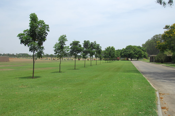 Árboles en el jardín y el parque - Foto, Imagen