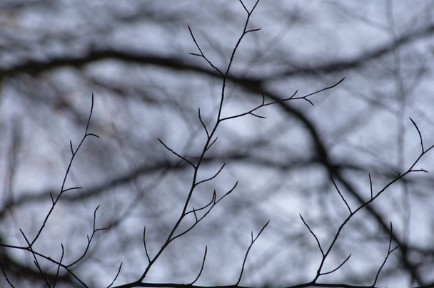 Bäume im Wind - Foto, Bild