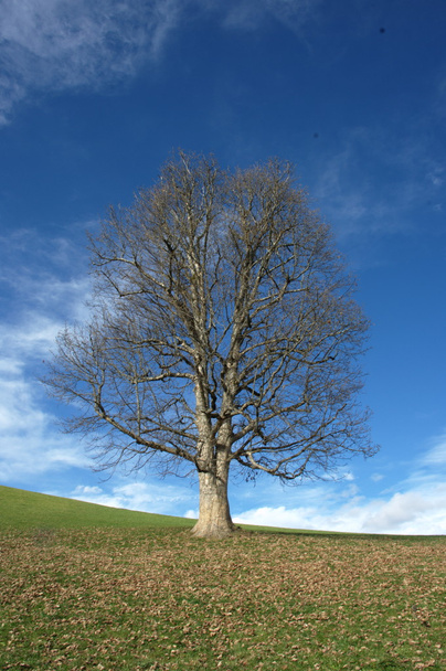 Bomen in de wind - Foto, afbeelding