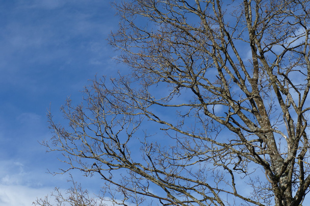 Árvores ao vento - Foto, Imagem