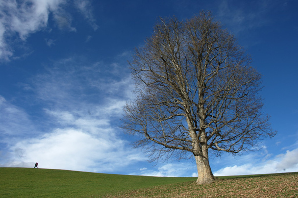 Les arbres dans le vent - Photo, image