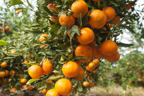 ripening tangerines on branches - Φωτογραφία, εικόνα