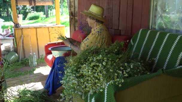 Vieille grand-mère femme avec chapeau ramasser des herbes de fleurs de camomille. 4K
 - Séquence, vidéo