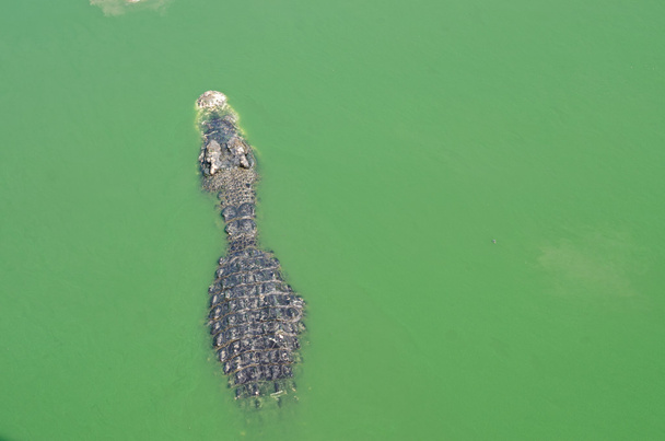 krokodýl plavající ve vodě. - Fotografie, Obrázek
